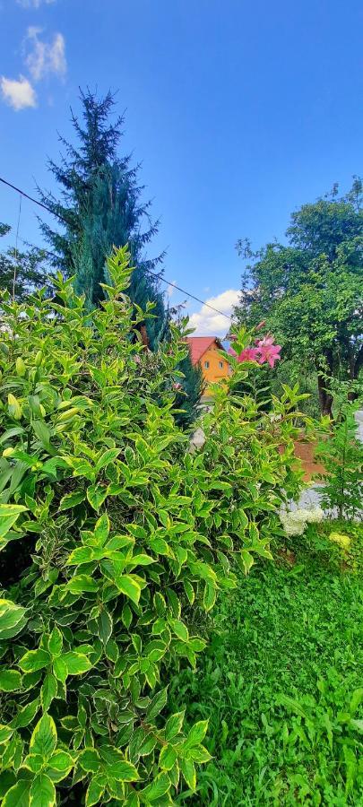 Casa Andreea Si Grigore Ursu Borşa Esterno foto